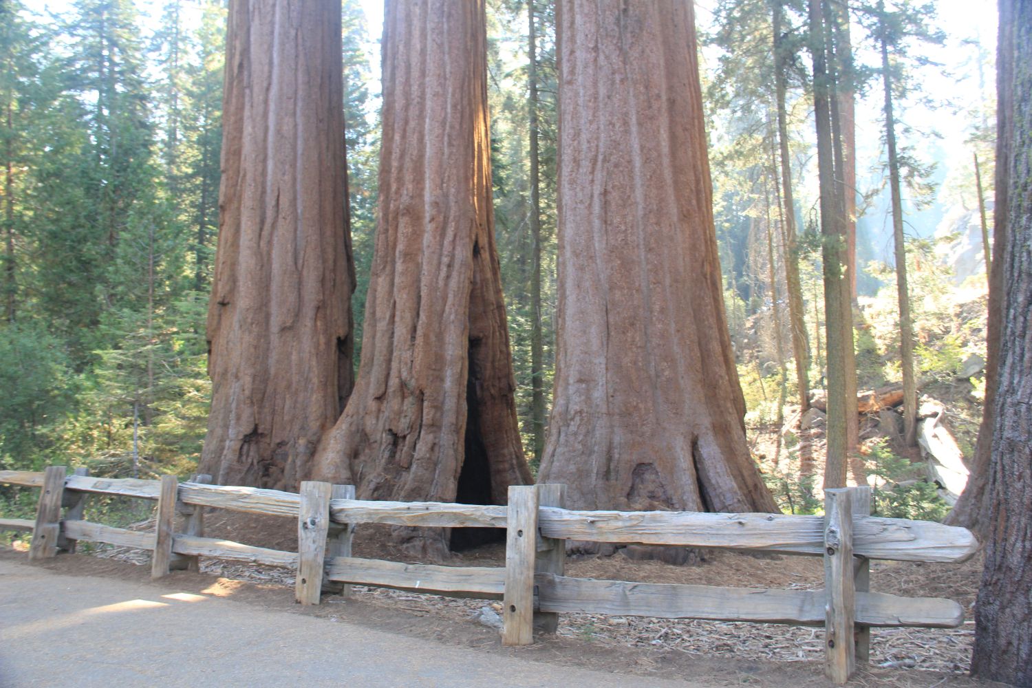 Grant Tree Trail, Boundary Trail and North Grove Trail 